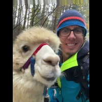 Wie ein Alpaka-Spaziergang dir den Weg zu klaren Entscheidungen zeigen kann Wie ein Alpaka-Spaziergang dir den Weg zu klaren Entscheidungen zeigen kann