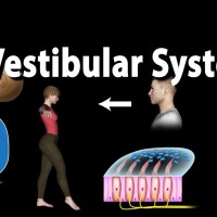 The Vestibular System, Animation The Vestibular System, Animation