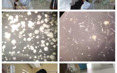 Department of Biotechnology’s Day – 16 Report Department of Biotechnology’s Day – 16 Report
