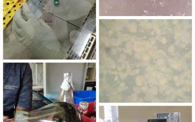 Department of Biotechnology’s Day – 24 Report Department of Biotechnology’s Day – 24 Report