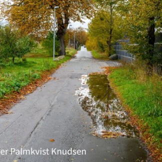 Skoven falmer i Blovstrød Skoven falmer i Blovstrød