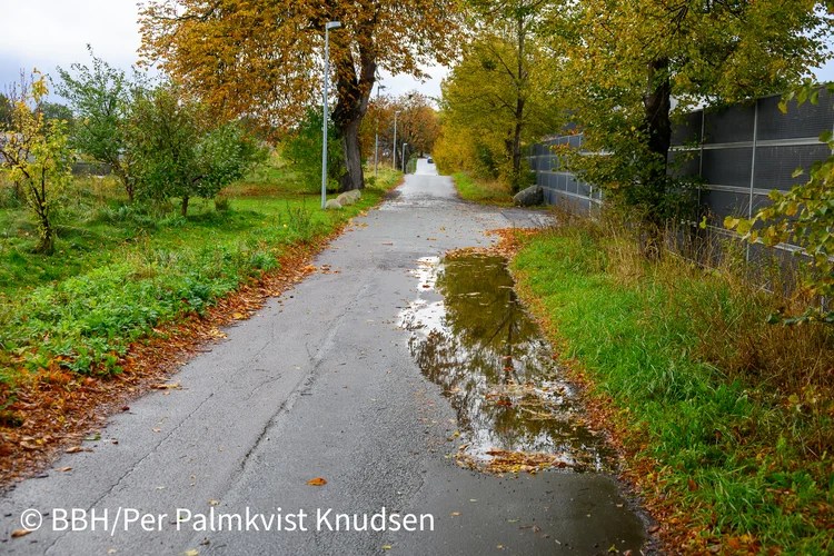 Skoven falmer i Blovstrød Skoven falmer i Blovstrød