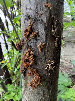 カミキリムシの幼虫(テッポウムシ)に食われた穴…?イチジクの木に無数の木屑と穴が… カミキリムシの幼虫(テッポウムシ)に食われた穴…?イチジクの木に無数の木屑と穴が…