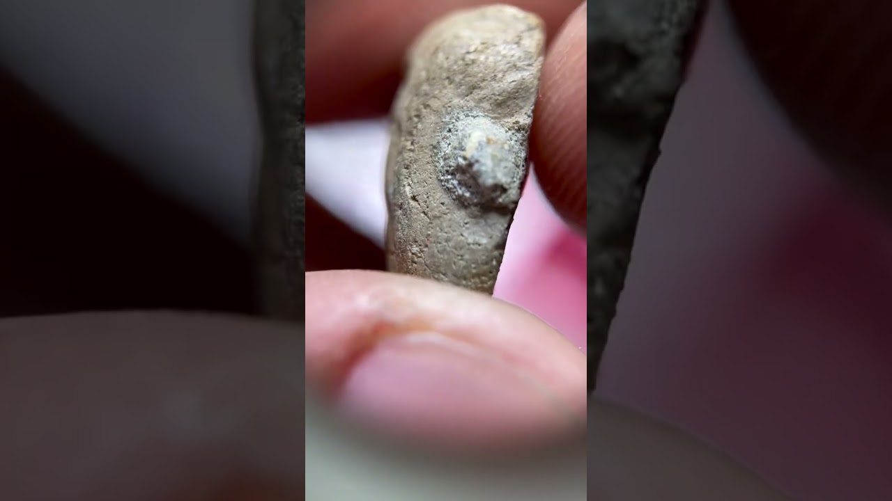 11 ธ.ค 67 ช็อตเด็ดพระเครื่อง โทร080-8985039#พระแท้ #พระเครื่อง #พระบ้าน #พระสมเด็จ #fc 11 ธ.ค 67 ช็อตเด็ดพระเครื่อง โทร080-8985039#พระแท้ #พระเครื่อง #พระบ้าน #พระสมเด็จ #fc