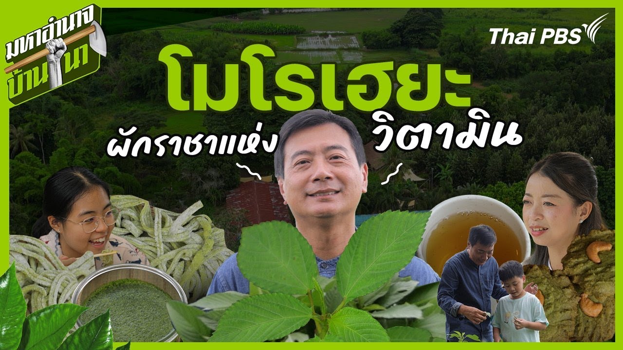 โมโรเฮยะ ผักราชาแห่งวิตามิน | มหาอำนาจบ้านนา #รายได้เสริม #วิธีปลูก #เส้นผัก โมโรเฮยะ ผักราชาแห่งวิตามิน | มหาอำนาจบ้านนา #รายได้เสริม #วิธีปลูก #เส้นผัก