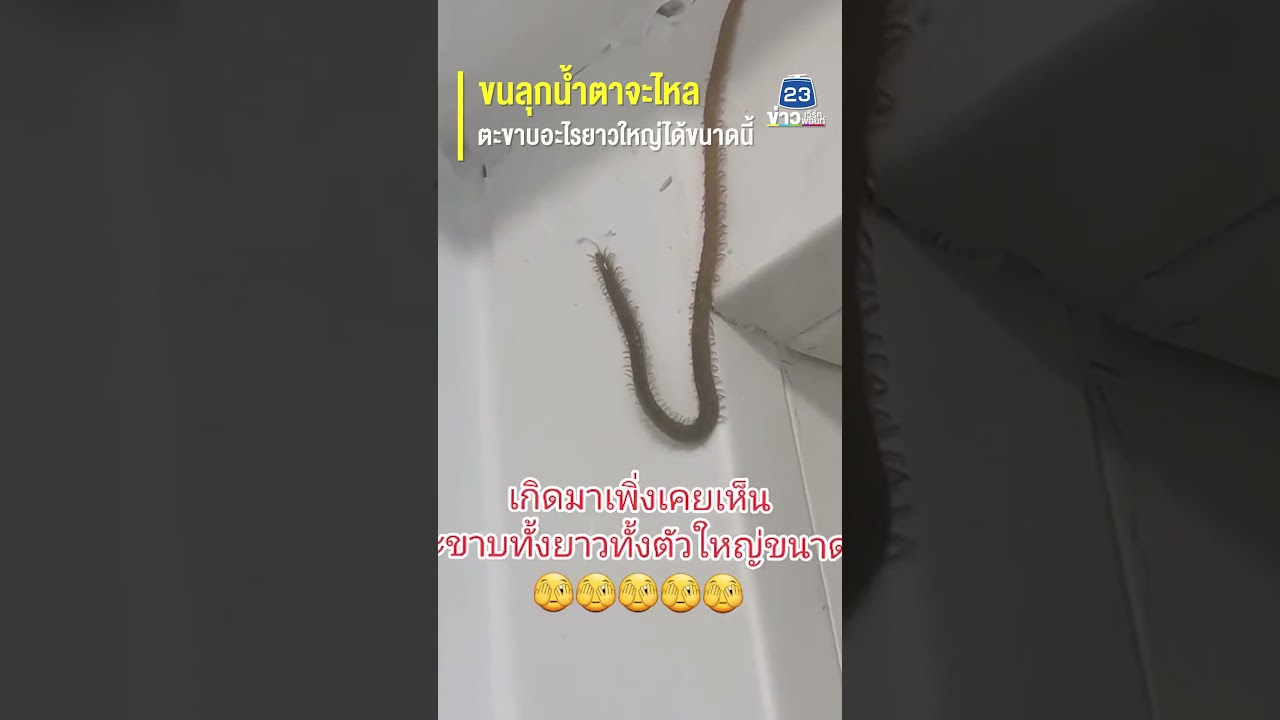 ขนลุกน้ำตาจะไหล ตะขาบอะไรยาวใหญ่ได้ขนาดนี้ ขนลุกน้ำตาจะไหล ตะขาบอะไรยาวใหญ่ได้ขนาดนี้