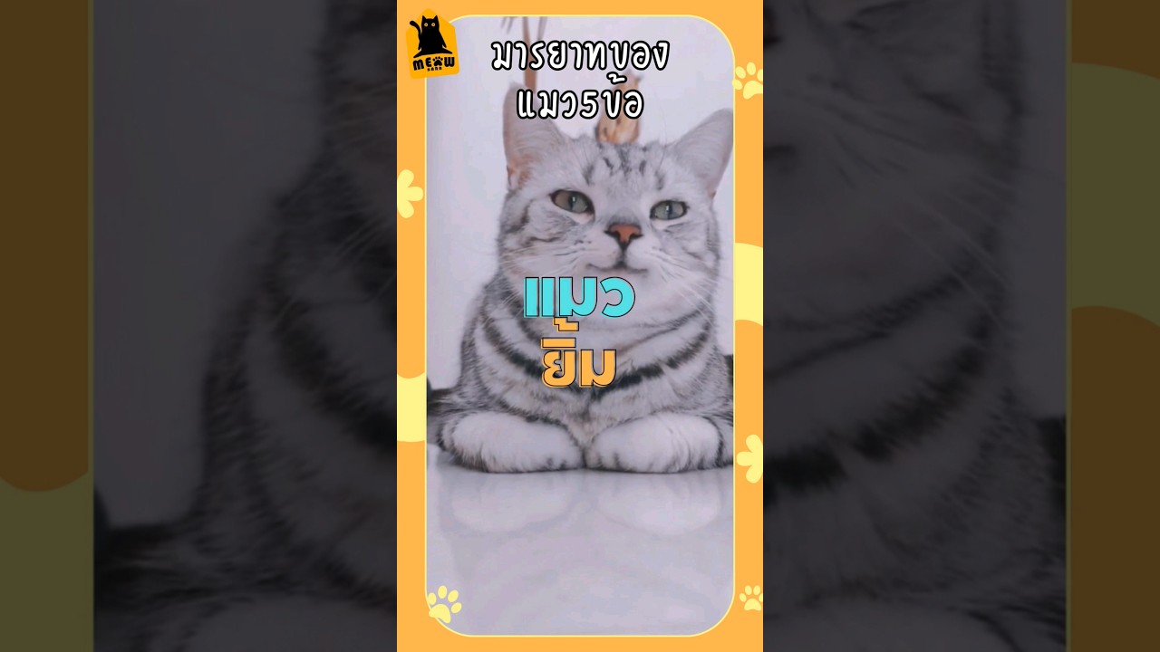มารยาทของแมวห้าข้อนี้ #cat #catsfacts #แมว #แมวน่ารัก #ทาสแมว #เลี้ยงแมว #meowbarn #เหมียวบาน มารยาทของแมวห้าข้อนี้ #cat #catsfacts #แมว #แมวน่ารัก #ทาสแมว #เลี้ยงแมว #meowbarn #เหมียวบาน
