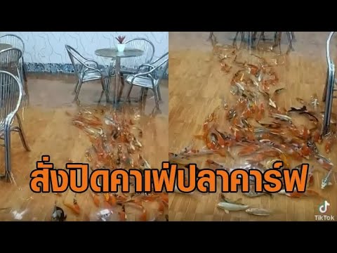 สั่งปิดแล้ว! ร้านคาเฟ่ปลาคาร์ฟ เจ้าดังในชลบุรี เหตุผิดกฎหมายสาธารณสุข – ไม่มีใบอนุญาต สั่งปิดแล้ว! ร้านคาเฟ่ปลาคาร์ฟ เจ้าดังในชลบุรี เหตุผิดกฎหมายสาธารณสุข – ไม่มีใบอนุญาต