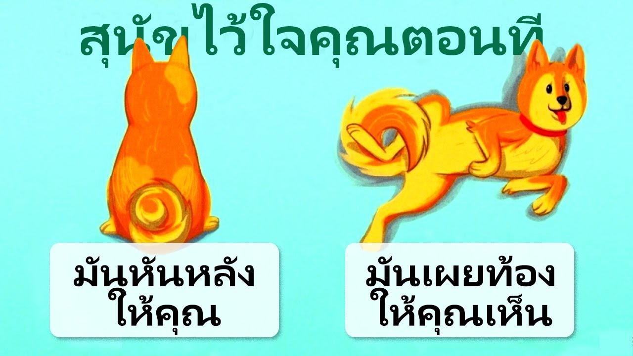 16 ข้อมูลที่มีประโยชน์เพื่อเข้าใจสุนัขของคุณได้ดีขึ้น 16 ข้อมูลที่มีประโยชน์เพื่อเข้าใจสุนัขของคุณได้ดีขึ้น