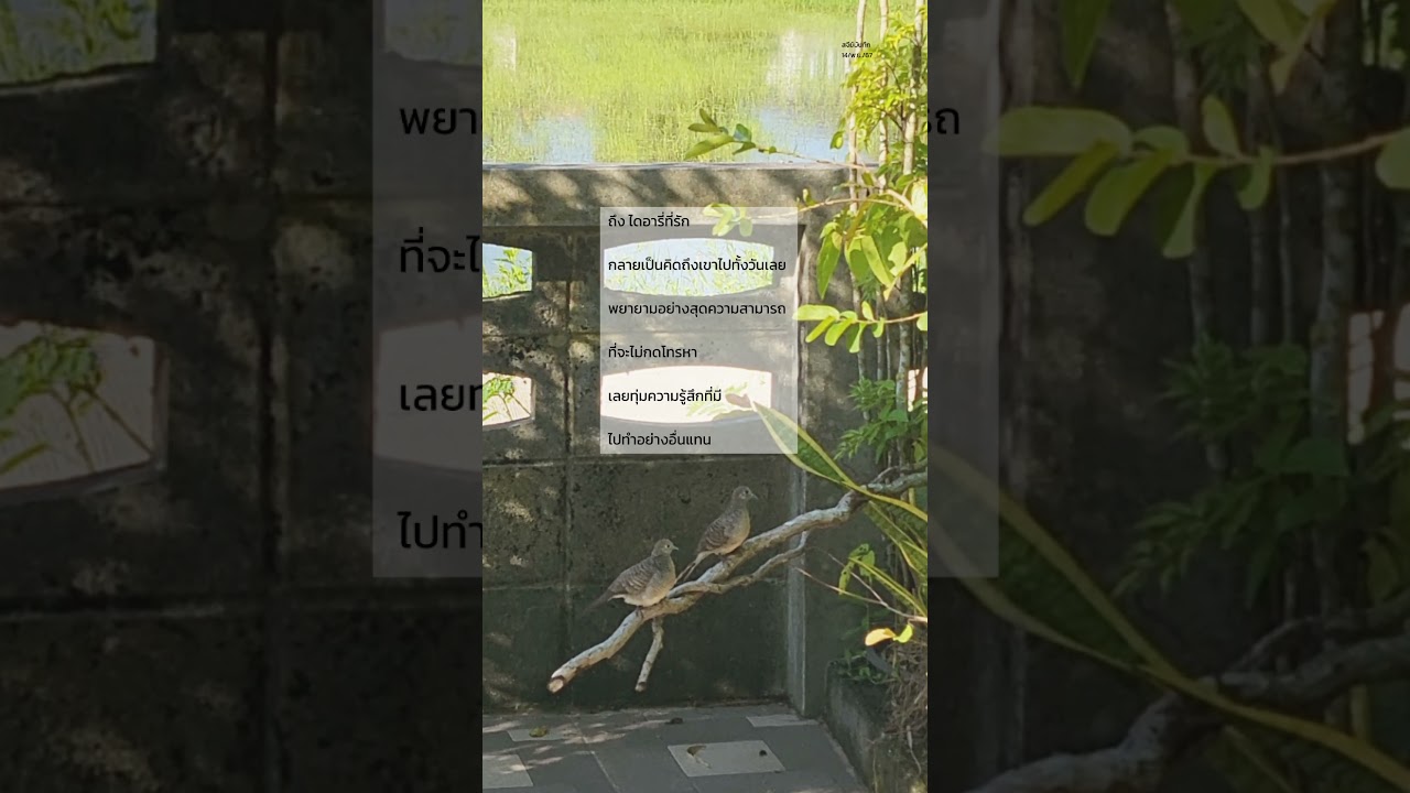 #diary 14 พฤศจิกายน พ.ศ.2567 #diary 14 พฤศจิกายน พ.ศ.2567