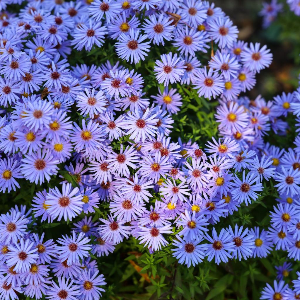 Aster Launches $AT Trading Contest with 500,000 $AT for Users Aster Launches $AT Trading Contest with 500,000 $AT for Users