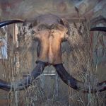 Stays of mammoth and lions in fishing networks: Welcome to Paggerland! Stays of mammoth and lions in fishing networks: Welcome to Paggerland!