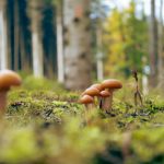Consuming fungi can save the planet: why mycology is essential to sustainable meals Consuming fungi can save the planet: why mycology is essential to sustainable meals
