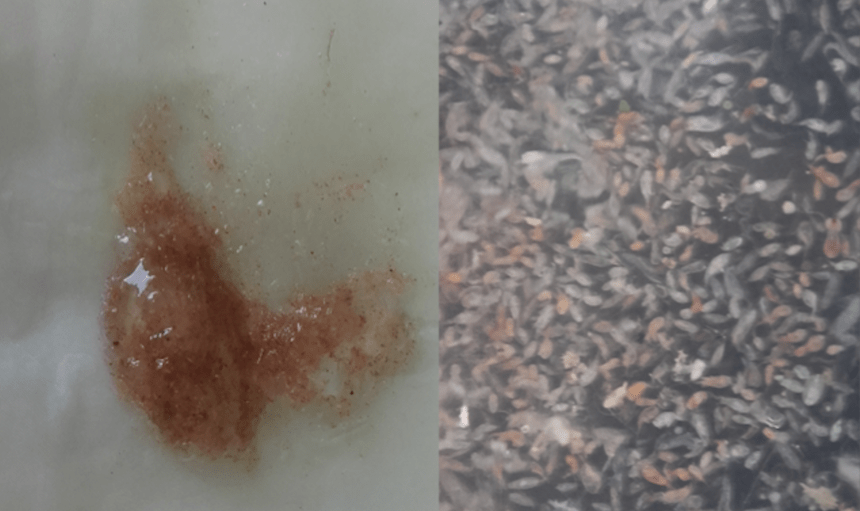 Little wandering organisms that make stronger the lifestyles within the ocean Little wandering organisms that make stronger the lifestyles within the ocean