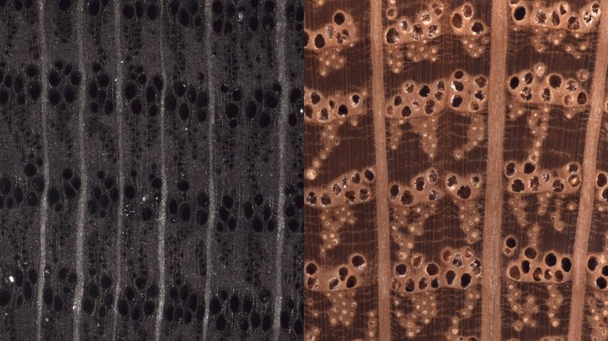 Grilling with lump charcoal: Is US-grown hardwood in reality in that bag? Grilling with lump charcoal: Is US-grown hardwood in reality in that bag?