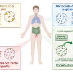 A 3-generation microbiota learn about confirms how a lot it adjustments and the way it impacts well being A 3-generation microbiota learn about confirms how a lot it adjustments and the way it impacts well being