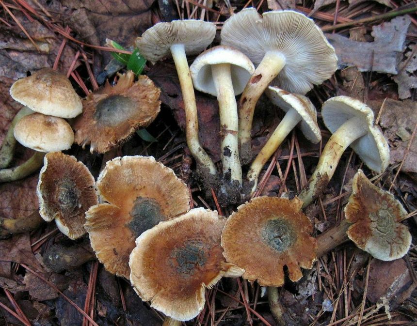 How other mushrooms realized the similar psychedelic trick How other mushrooms realized the similar psychedelic trick
