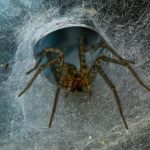 What do spiders truly stand up to on Halloween? What do spiders truly stand up to on Halloween?