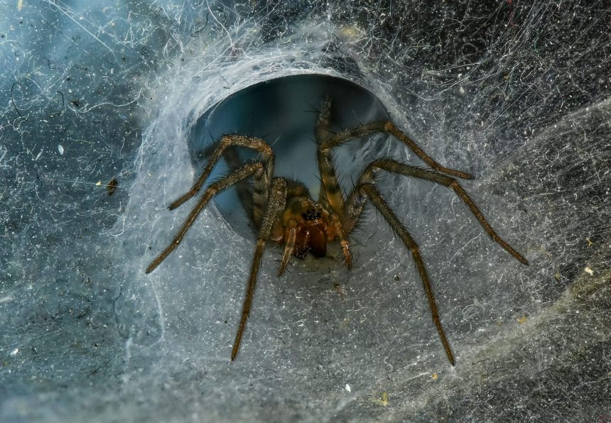What do spiders truly stand up to on Halloween? What do spiders truly stand up to on Halloween?