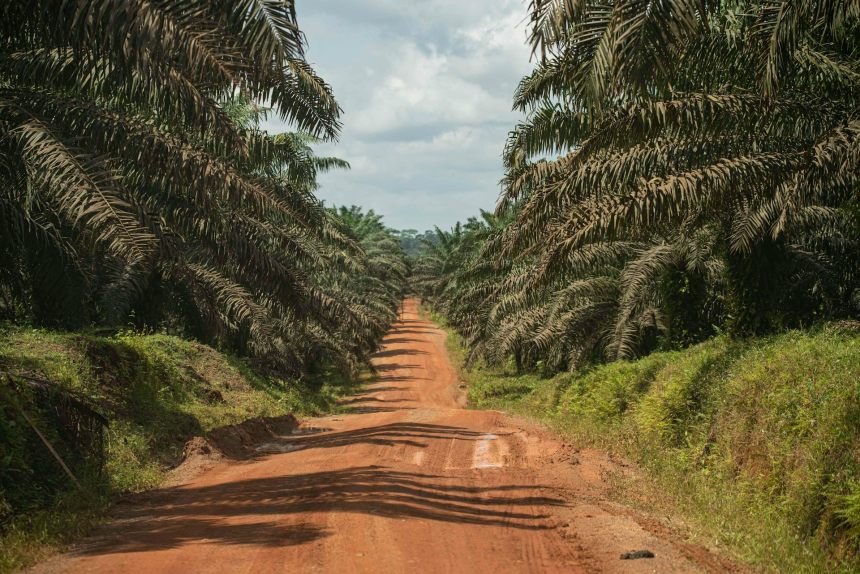 Which cooking oil is best possible? Asking how they’re made may let you know extra Which cooking oil is best possible? Asking how they’re made may let you know extra