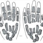 Fossil hand from human relative puzzles scientists with mixture of human- and gorilla-like options Fossil hand from human relative puzzles scientists with mixture of human- and gorilla-like options