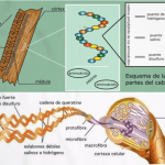 The artwork (and chemistry) of a excellent curl: that is how hair’s hydrogen bonds paintings The artwork (and chemistry) of a excellent curl: that is how hair’s hydrogen bonds paintings