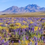 Plant life within the Atacama Wasteland: “The seed has awakened” Plant life within the Atacama Wasteland: “The seed has awakened”