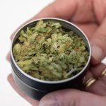 New Hashish Legislation: Connabis Membership starts with the version in Oranienburg New Hashish Legislation: Connabis Membership starts with the version in Oranienburg