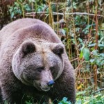 After the assault at the Jogger: “Problem Barin” Gaia at the highway in a black woodland After the assault at the Jogger: “Problem Barin” Gaia at the highway in a black woodland