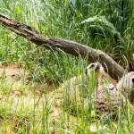 Animals: New citizens within the SUHL Zoo Animals: New citizens within the SUHL Zoo