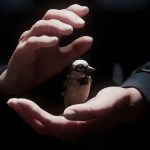 Younger Motion pictures: Scholar Oscari: German director Holt Gold Younger Motion pictures: Scholar Oscari: German director Holt Gold