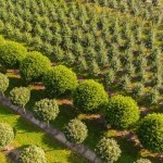 The place the greenery grows: Decrease Saxony has essentially the most tree nurseries The place the greenery grows: Decrease Saxony has essentially the most tree nurseries