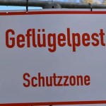 H5N1 virus: Hen flu: Eichsfeld prepares for obligatory stables H5N1 virus: Hen flu: Eichsfeld prepares for obligatory stables