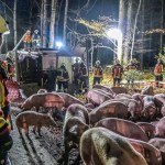 Visitors: Pig truck overturned – 16 pigs killed Visitors: Pig truck overturned – 16 pigs killed