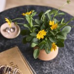 Modern Sprout Tiny Terracotta Thank You - Terracotta - Alternate Modern Sprout Tiny Terracotta Thank You - Terracotta - Alternate