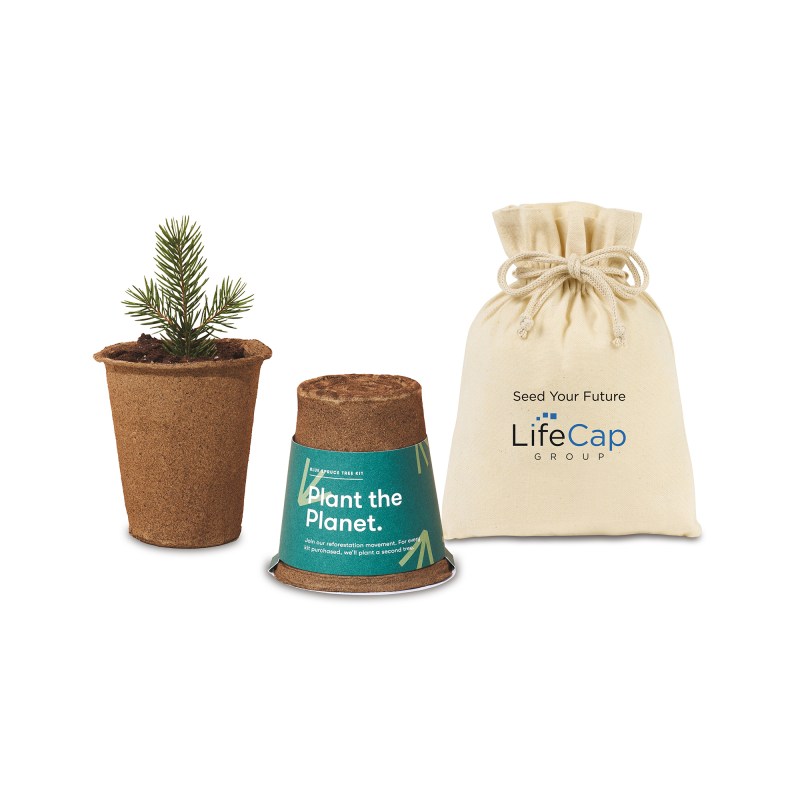 Modern Sprout® One For One Tree Kits - Spruce 1 Modern Sprout® One For One Tree Kits - Spruce 1