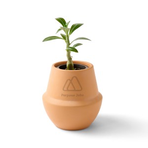 Modern Sprout® Modern Terracotta Grow Kit Bonsai - Terracotta 1 Modern Sprout® Modern Terracotta Grow Kit Bonsai - Terracotta 1