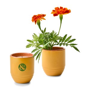 Modern Sprout® Garden Vibes Candle/Planter - Last Light-Marigold 1 Modern Sprout® Garden Vibes Candle/Planter - Last Light-Marigold 1