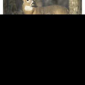 Triumph® Calendars Southcentral Sportsman Calendar 2 Triumph® Calendars Southcentral Sportsman Calendar 2