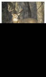 Triumph® Calendars Southcentral Sportsman Calendar 2 Triumph® Calendars Southcentral Sportsman Calendar 2