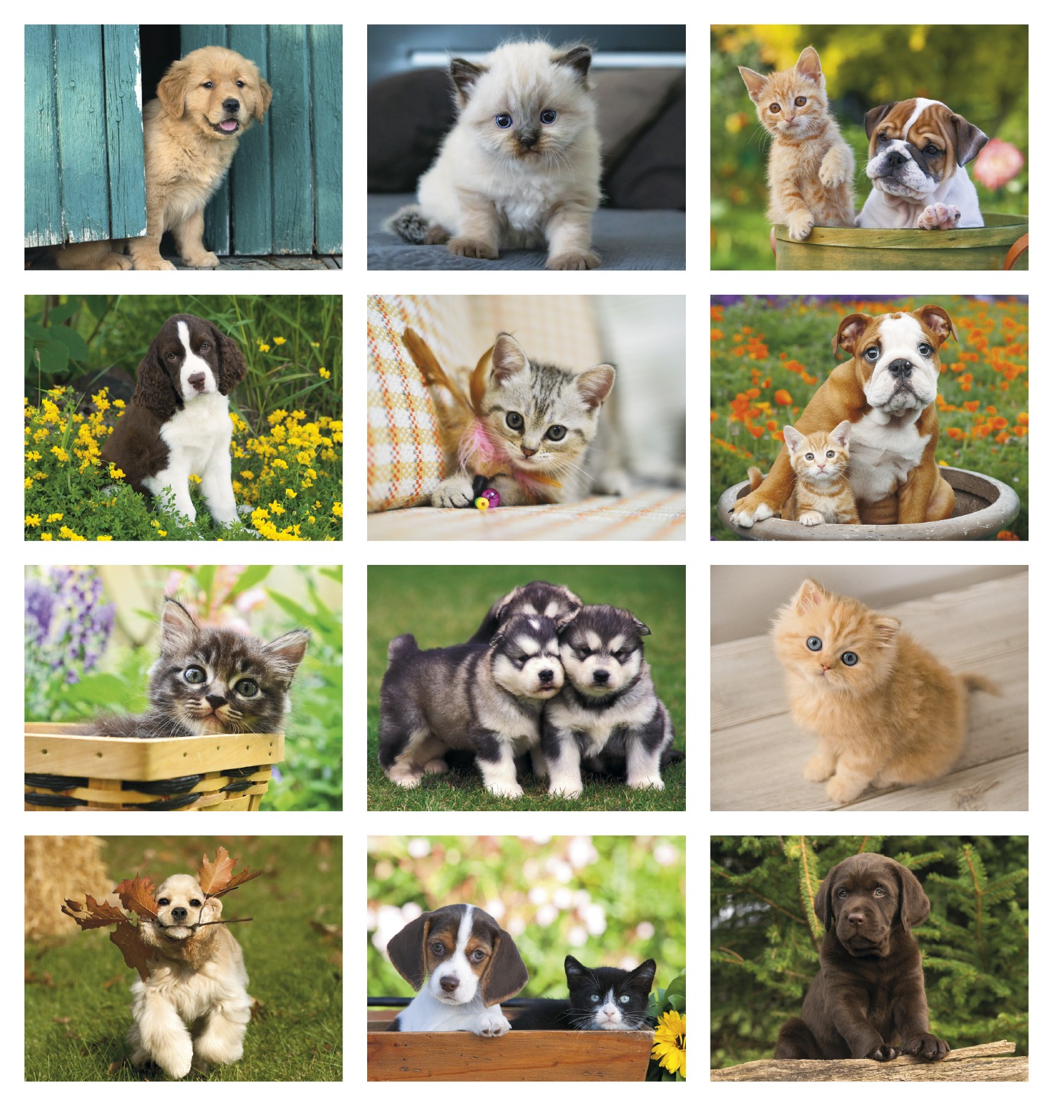 Good Value™ Puppies & Kittens - Spiral Calendar 2