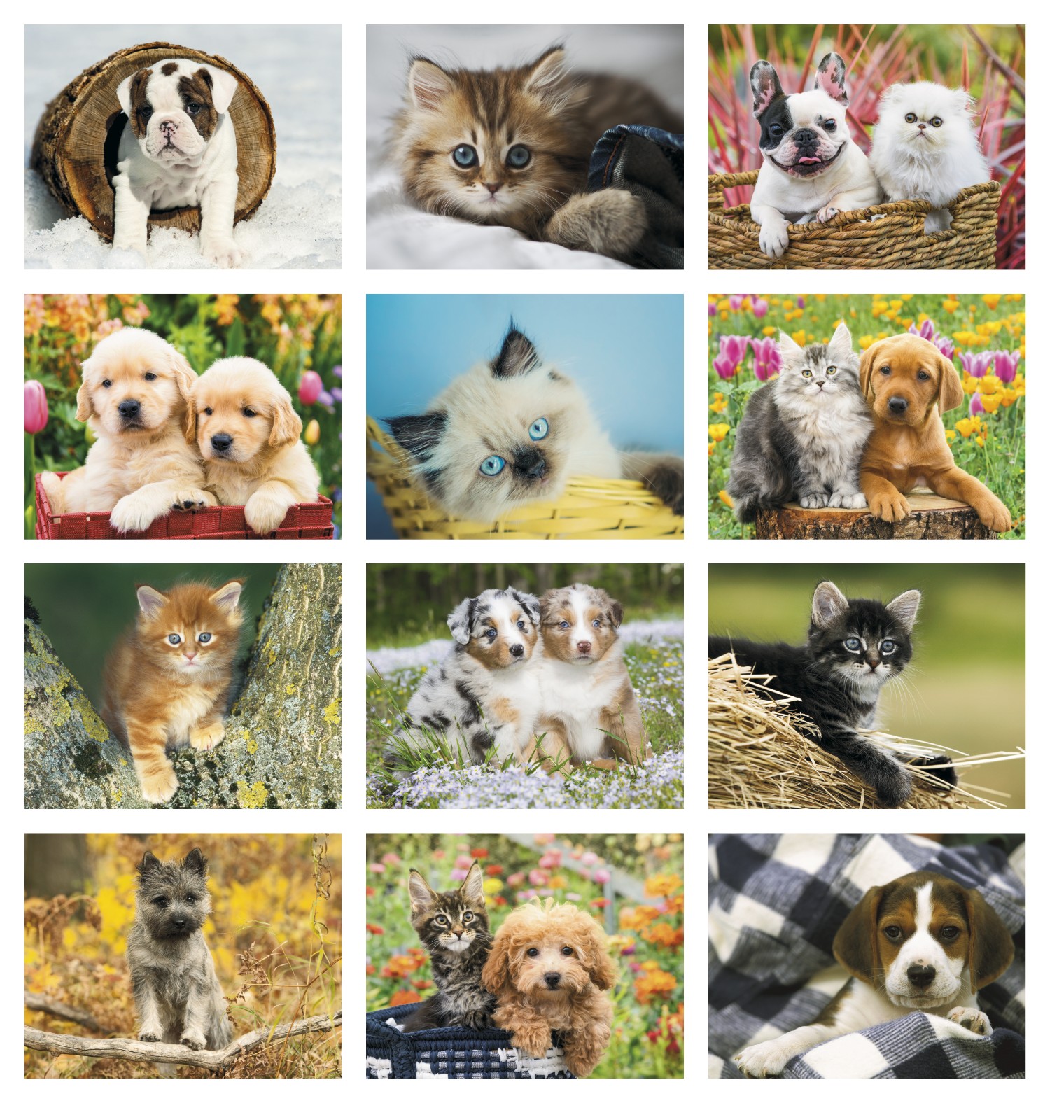 Good Value™ Puppies & Kittens - Spiral Calendar 2