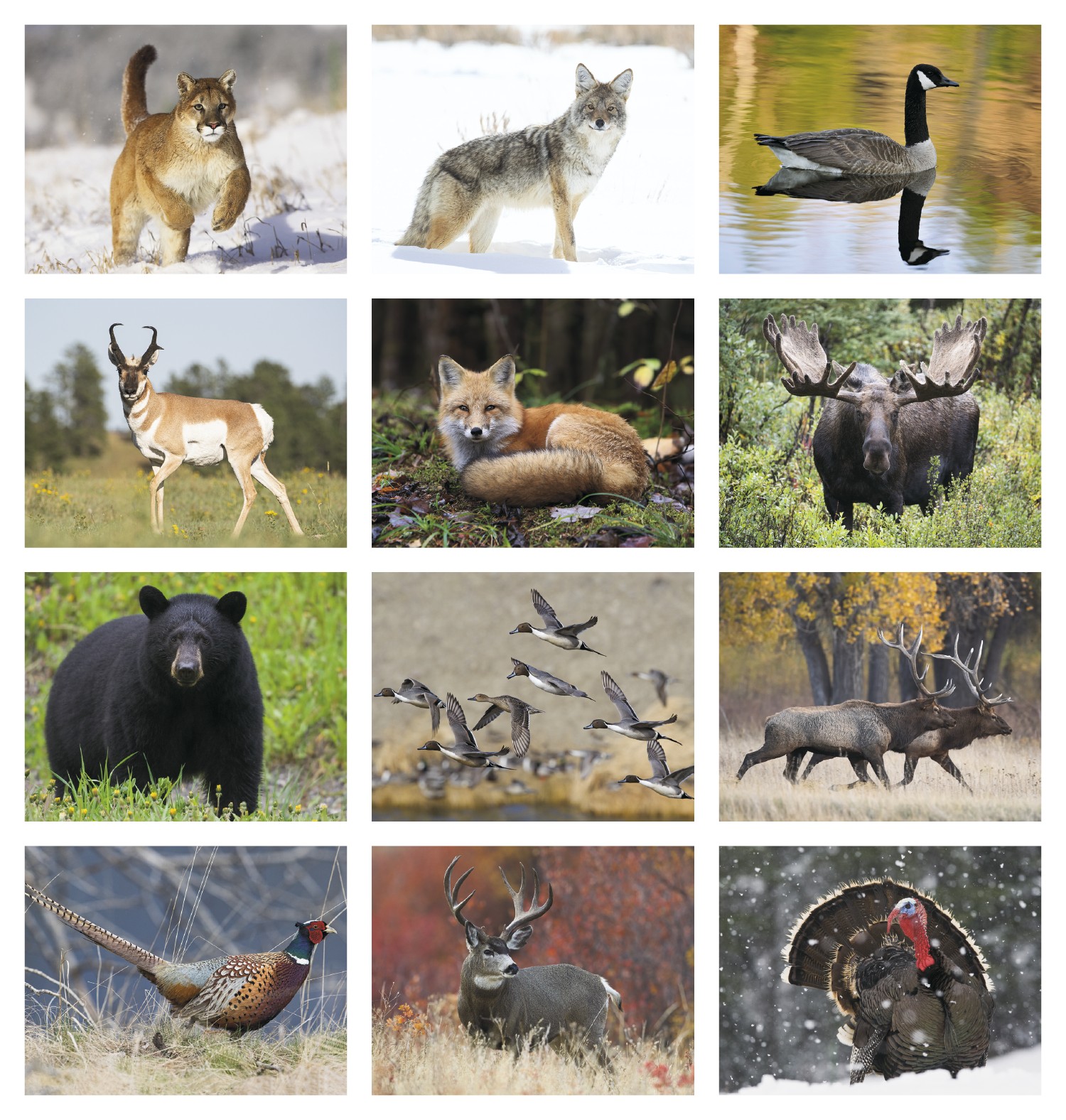 HotLine® Products Wildlife Appointment Calendar - Stapled 2