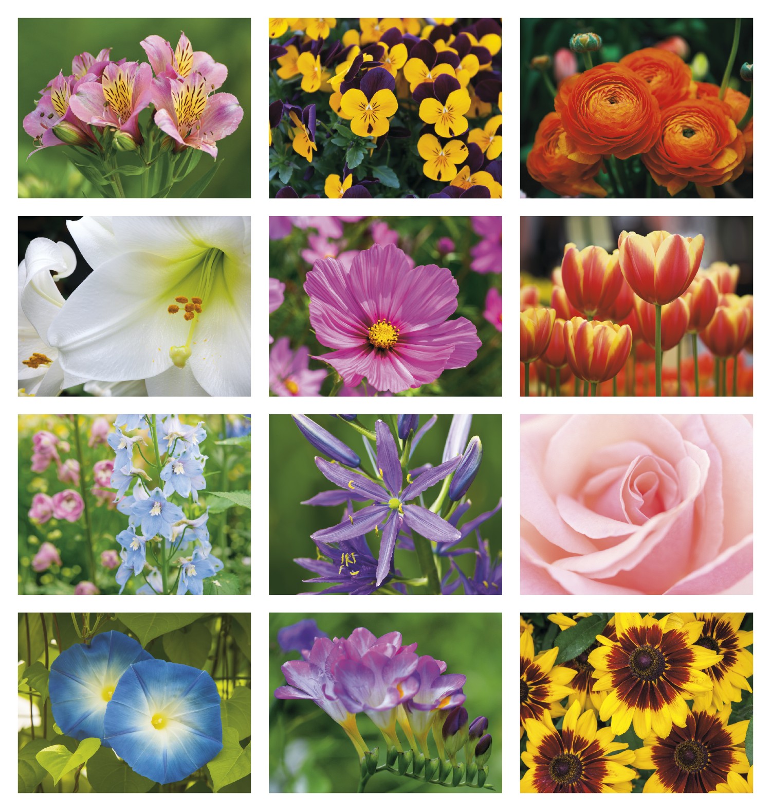 Good Value™ Flowers - Spiral Calendar 2