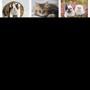 Good Value™ Puppies & Kittens - Stapled Calendar 2 Good Value™ Puppies & Kittens - Stapled Calendar 2