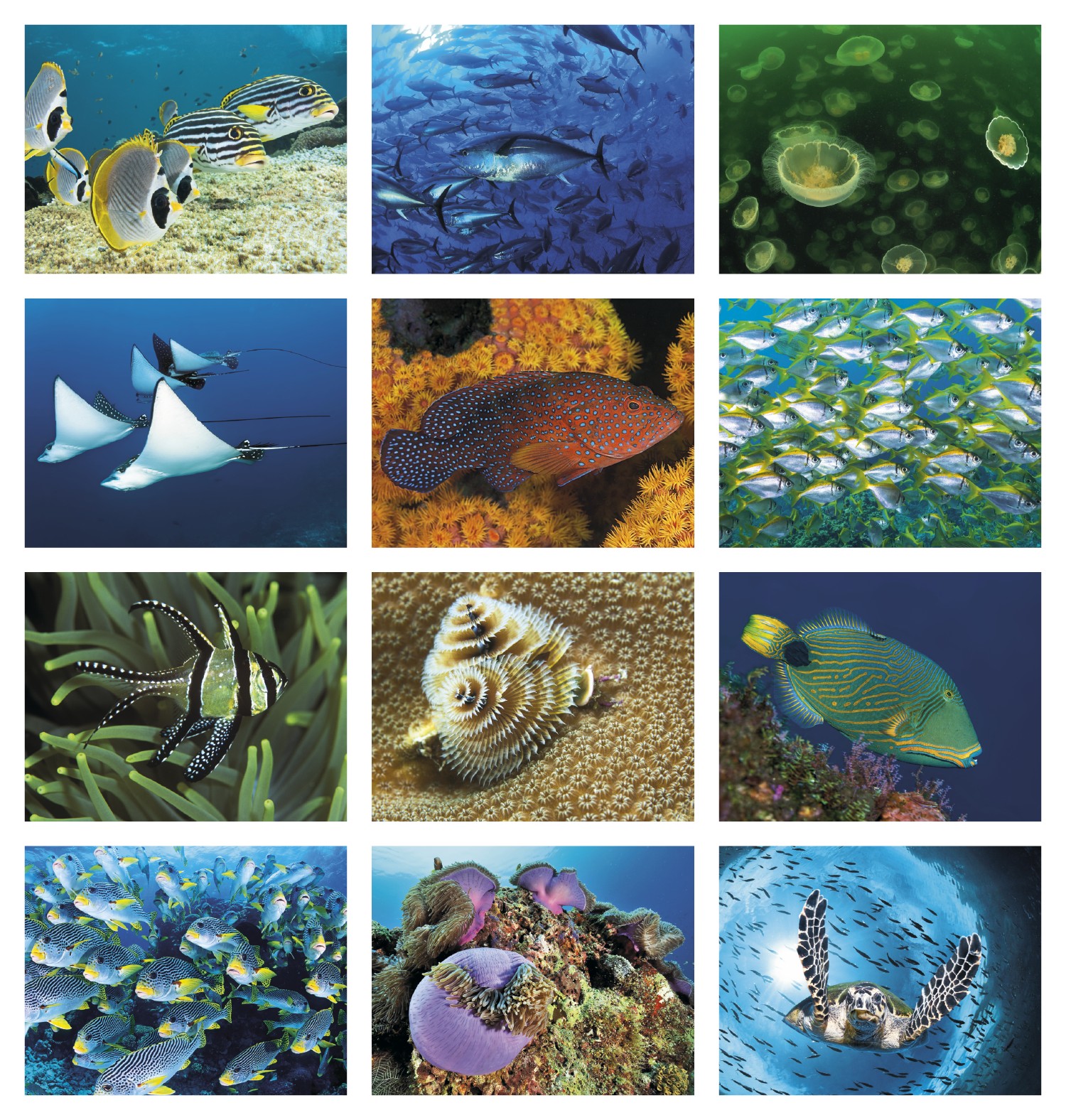 Good Value™ Ocean Glory - Stapled Calendar 2
