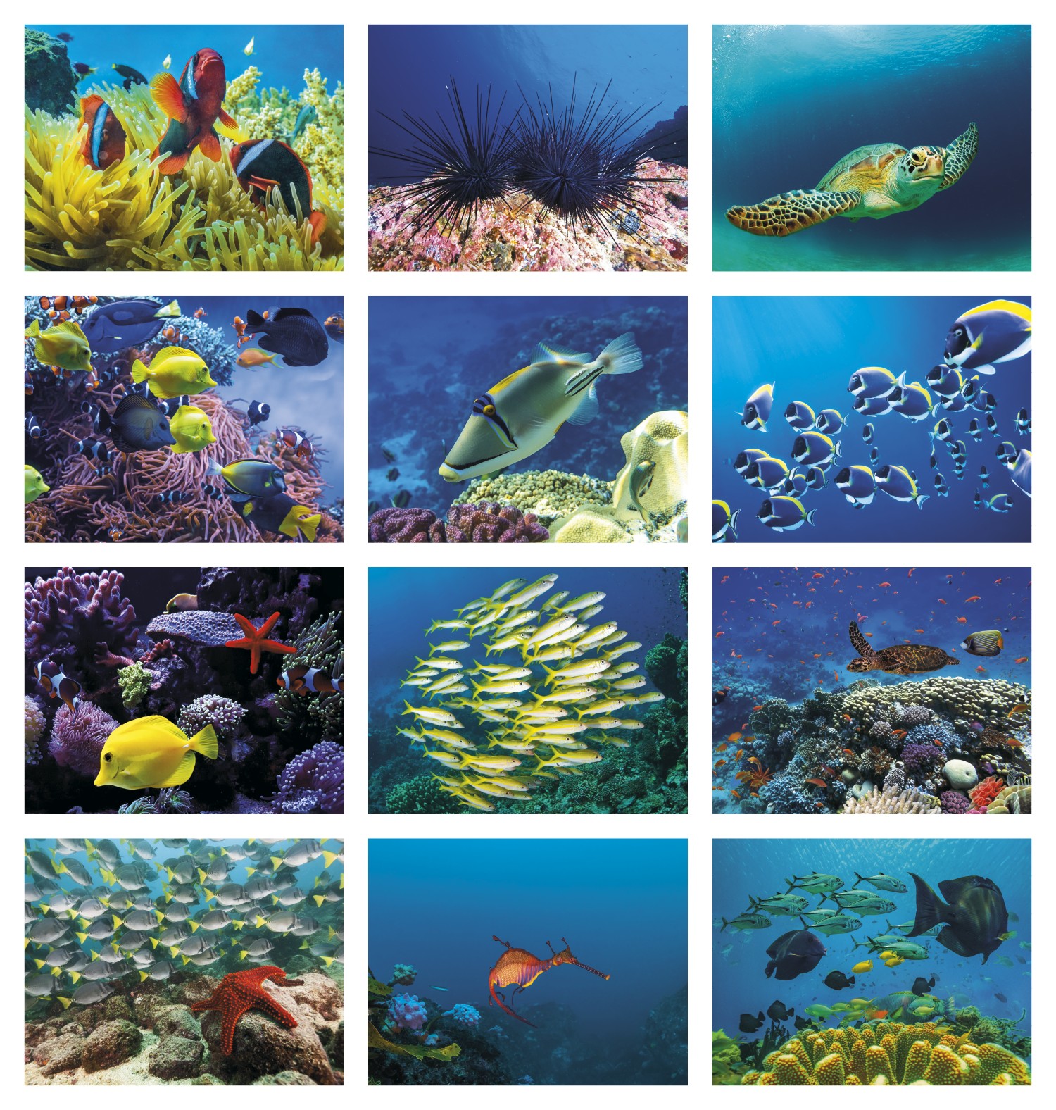 Good Value™ Ocean Glory - Stapled Calendar 2