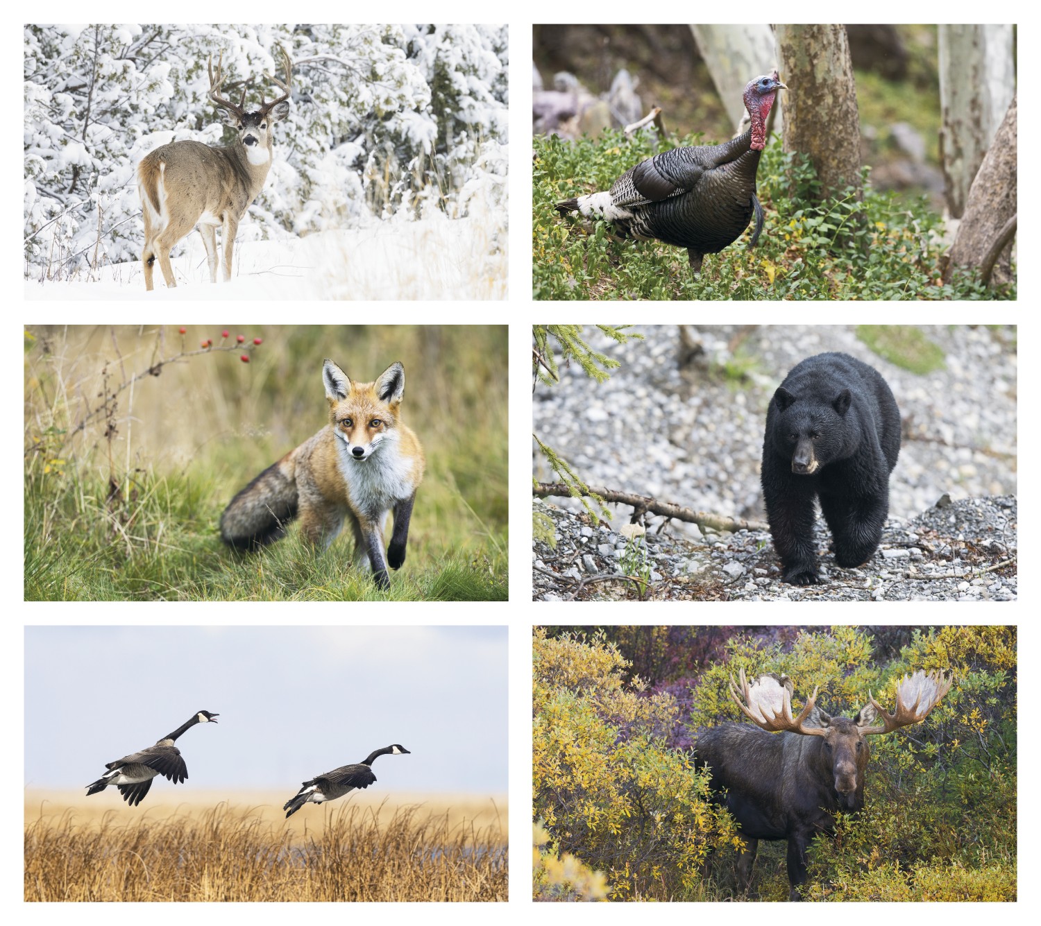 Triumph® Calendars Wildlife Calendar 2