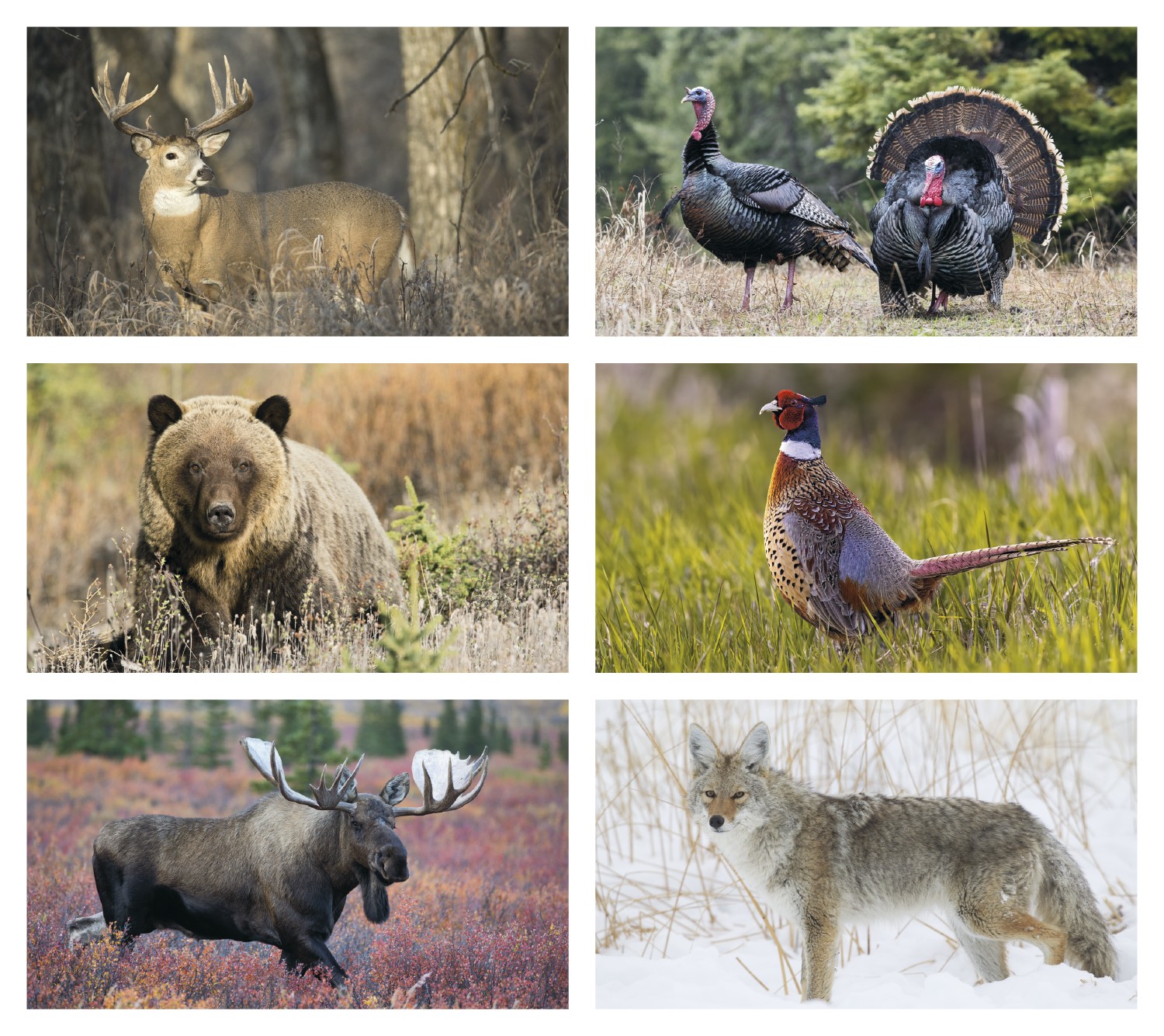 Triumph® Calendars Wildlife Calendar 2