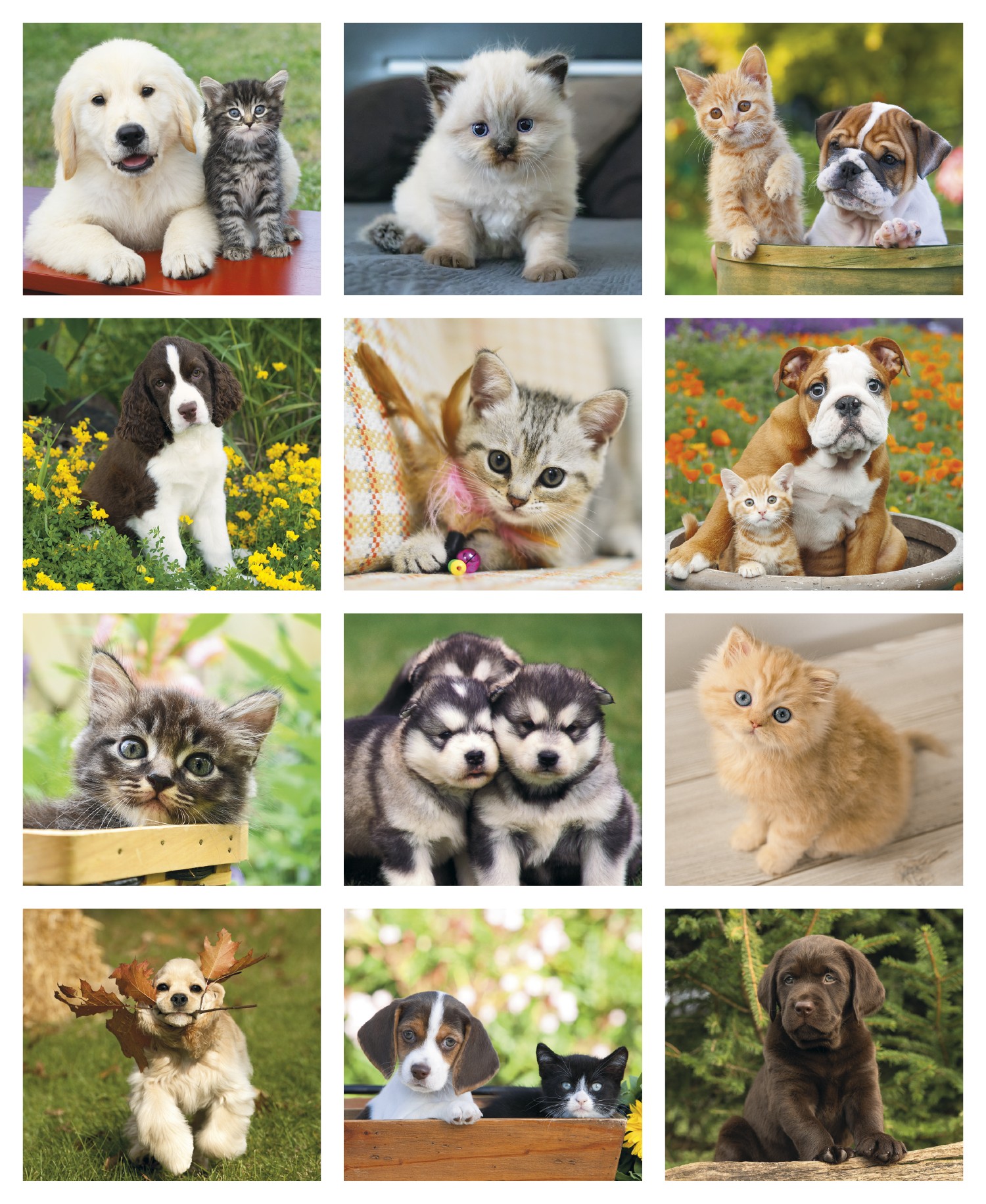 Good Value™ Puppies & Kittens - Mini Calendar 2